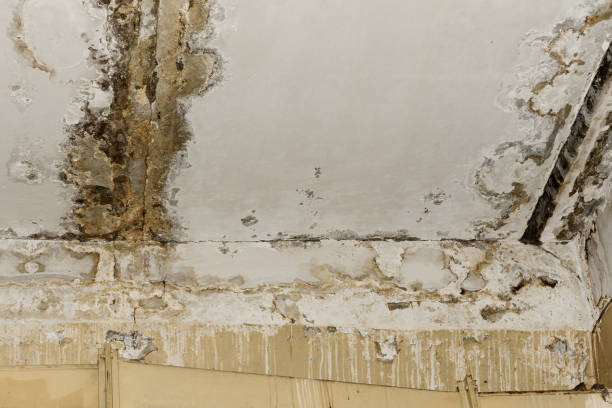 Best Mold Odor Removal Services  in Franklin, VA